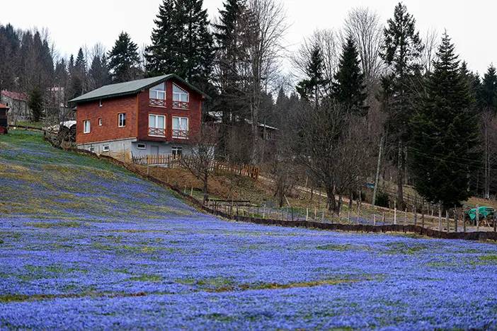 Trabzon'da Kadıralak Yaylası’nda, ‘mavi yıldız’ zamanı! 3
